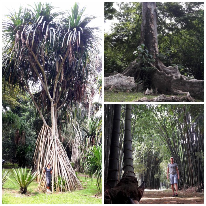 Java Botanische tuin Bogor collage
