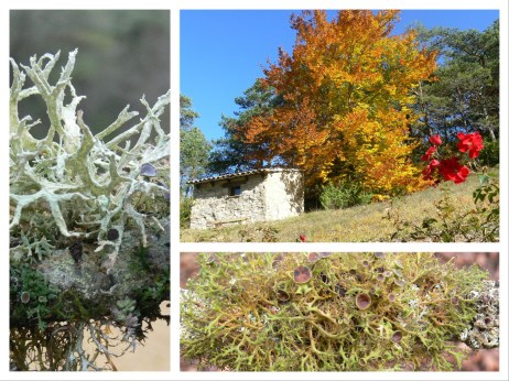 collage tuin 2018-03-11-15-42-27